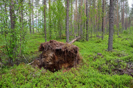 old toppled tree and root