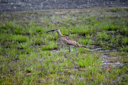 eurasian curlew bird parent singing and watching her chickens in summer