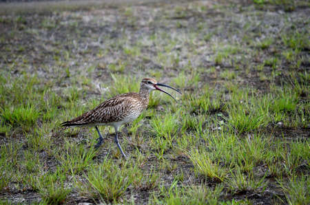vigilant eurasian curlew bird parent in the northern summertime