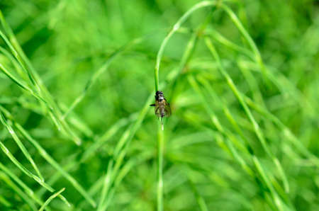 small flie on single green straw
