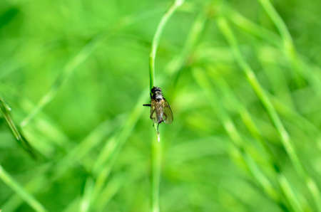 small flie on single green strawの写真素材