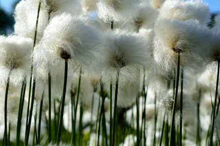 beautiful white cottongrass in summerの写真素材