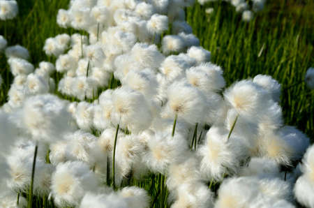 cottongrass field in the summer sun