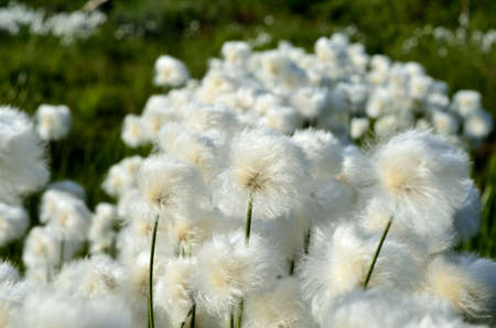 cottongrass field in the summer sunの写真素材
