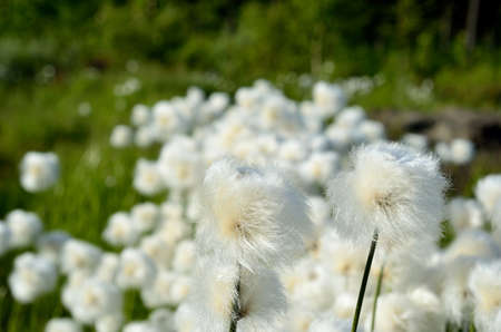 cottongrass field in the summer sunの写真素材