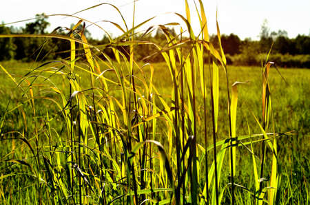 tall green grass in summer sun