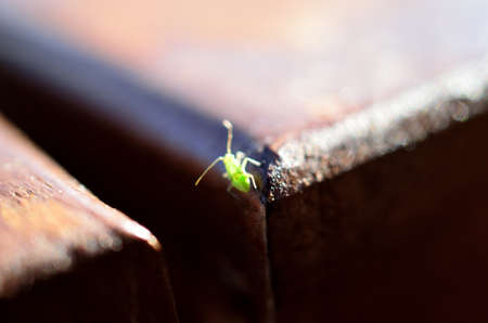 plant lice, greenflie macro photoの写真素材