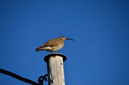 eurasian curlew bird sitting on a pole in summer watching her young`sの写真素材