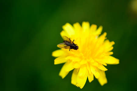 small flie on yellow wildflowerの写真素材
