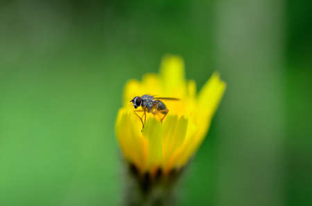 small white albino flie on yellow wildflower in summer macro photo