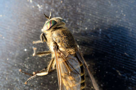 horse-fly,gad fly,clegg,klegg caught on fly paper under extreme invasion in summer macro photo