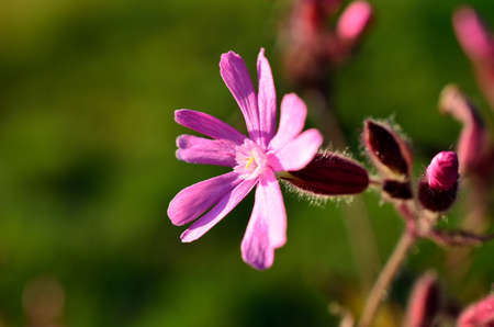 pink wildflower in summerの写真素材