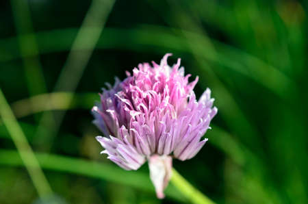 small purple wildflower in summerの写真素材