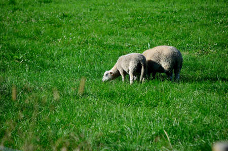 sheep grazing on vibrant green pasture in summer sunlightの写真素材