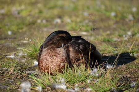 mallard duck tries to sleep by pond shoreの写真素材