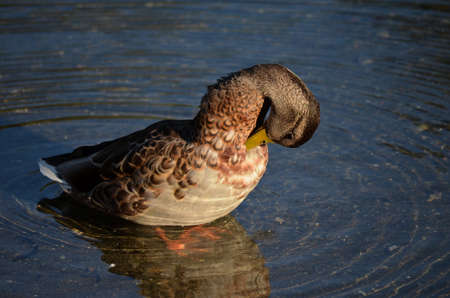mallard duck cleaning its feathers in pondの写真素材