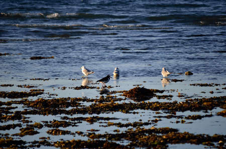 seagulls and oystercatcher birds wading together in ocean on a sunny autumn dayの写真素材