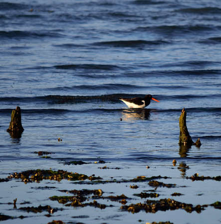 oystercatcher birds wading in ocean on sunny autumn dayの写真素材