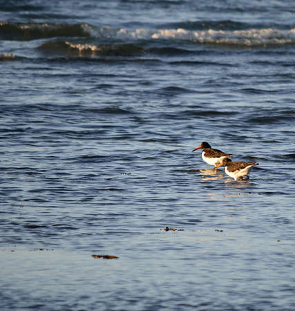 oystercatcher birds wading in ocean on sunny autumn dayの写真素材