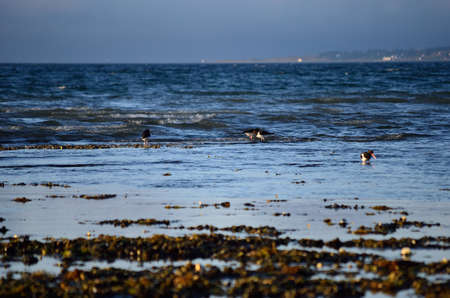 beautiful oystercatcher birdsの写真素材