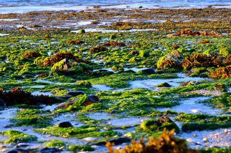 beautiful sea shore covered in vibrant green algae in autumn sunlightの写真素材