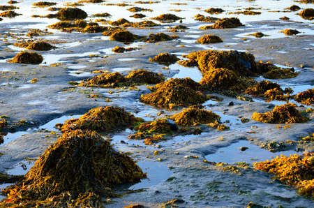 vibrant piles of brown yellow sea weed at low tideの写真素材