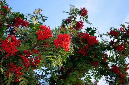 red ripe rowan berries on rowan tree on sunny autumn dayの写真素材
