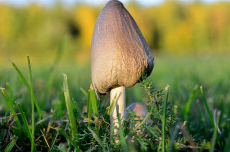 wild mushroom on green grass ground macro photoの写真素材