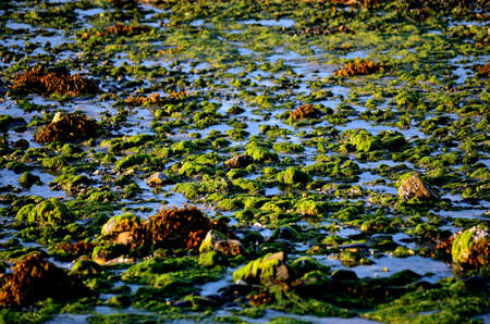 vibrant green algae reflecting in the autumn sunの写真素材