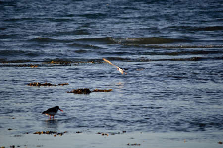 oystercatcher bird landing in ocean beside other oystercatcher birdの写真素材