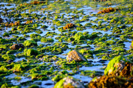 beautiful sea shore covered in vibrant green algae in autumn sunlightの写真素材