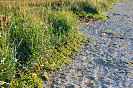 bright sandy shore and tall green grassの写真素材
