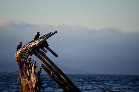 cormorant birds sitting on a wooden ship wreck in a fjord with mountains shrouded in thick fogの写真素材
