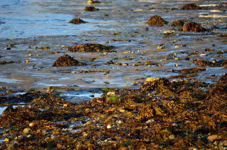 small bird looking for food on sunny autumn sea shoreの写真素材
