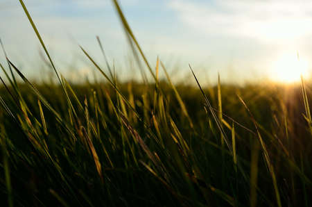 green grass field and sunlight macro photoの写真素材
