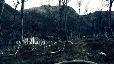 Silent damaged birch tree forest and mountain waterの素材
