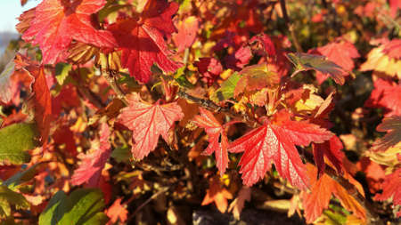 Vibrant red colours on small bush in autumnの素材