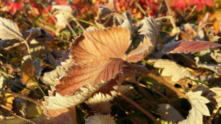 Vivid brown leaf in autumn close upの素材