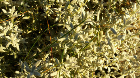 Small white flowers in autumn sunshine