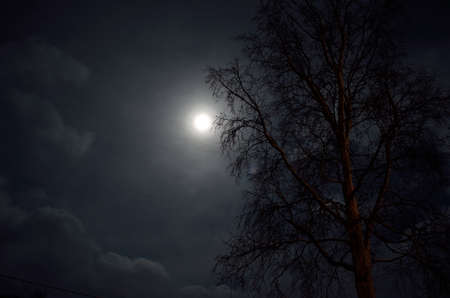 full moon in arctic circle with forest and tree silouetteの写真素材