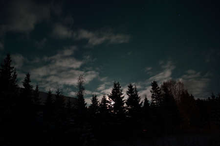 Beautiful aurora borealis in winter spruce tree forestの写真素材