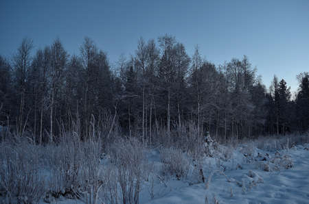 frozen winter forest with ice layer and snowy field on a cold winter dayの写真素材