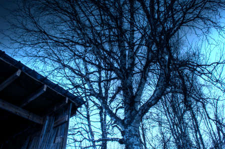 Mighty old birch tree beside weathered old structure