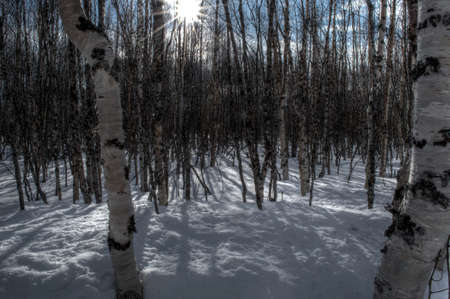 Sunny birch tree forest in snowy spring timeの写真素材