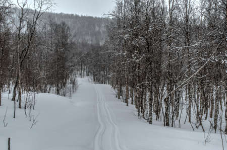 beautiful mountain birch forest in easter with snowmobile tracksの写真素材