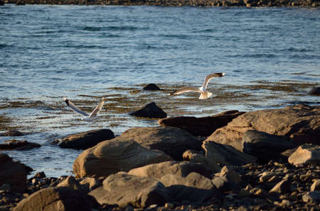 seagull flying over blue fjord in sunlight