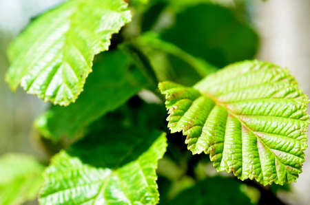 lush green leaf on tree in summer sunny forestの写真素材