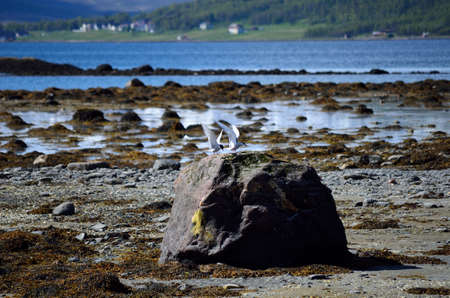 arctic tern birds landing on sea shore boulderの写真素材