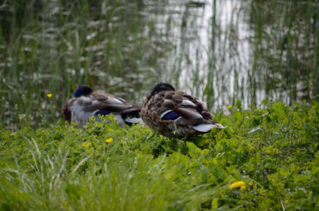 male mallar ducks sleeping on green grassの写真素材