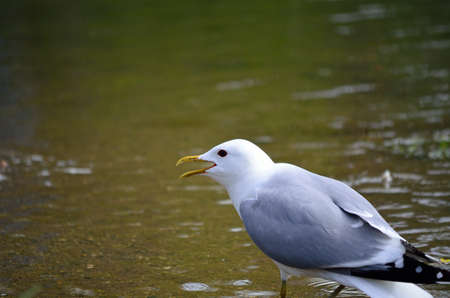 seagull fighting and screamingの写真素材